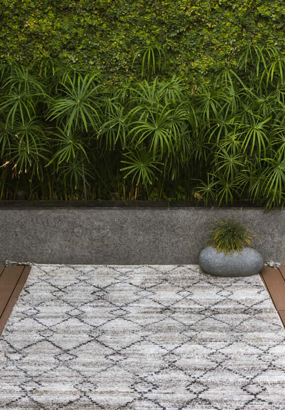 Congrous (7394819604636)